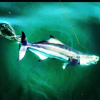 6 Hour Charter